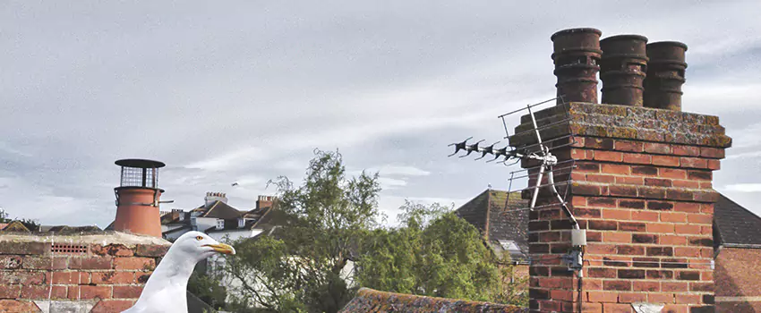 Chimney Cleaning And Restoration in Everett, Washington
